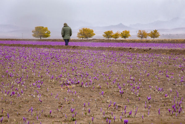 احسان کمالی – عکس ۸