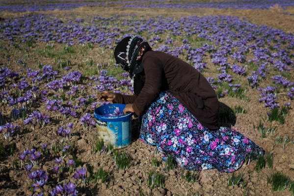 عالیه سعادت پور – عکس ۴